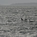 Bruce Ogden Photo 18