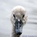 Don Fowls Photo 6