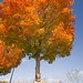 Terri Maple Photo 7