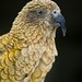 Robin Kea Photo 5