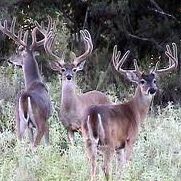 Larry Beck Photo 33