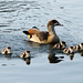 Gregory Swan Photo 10