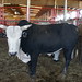 Jan Bull Photo 8