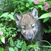 Ronnie Wolf Photo 21