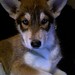 Cindy Wolf Photo 12