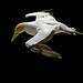 Robin Hobson Photo 23