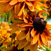Susan Stack Photo 12