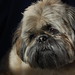 Leo Wolf Photo 12