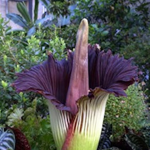 Terry Samuels Photo 38