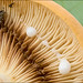 Bradley Sharp Photo 11