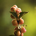 Anna Blom Photo 4