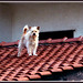 Shana Roof Photo 7