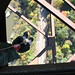 Bob Rappel Photo 2