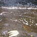 Jo Trout Photo 10