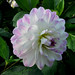 Lisa Horner Photo 19