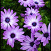 Michele Flowers Photo 7