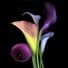 Jennifer Neeley Photo 33