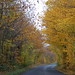 Kent Chestnut Photo 3