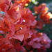 Sue Vines Photo 11