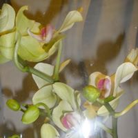 Karen Wall Photo 22