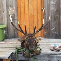 Jason Sisson Photo 27