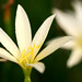 Cory Peace Photo 9
