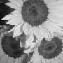 Dawn Kincaid Photo 18