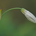 Hyacinth Francis Photo 19