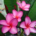 Maria Plant Photo 13