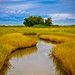 Diane Saltmarsh Photo 1