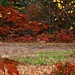 Autumn Deer Photo 8