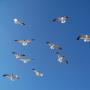 Randall Jacobs Photo 8
