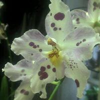 Brenda Graham Photo 14