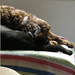 Alicia Brown Photo 14