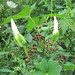 Anne Berry Photo 25