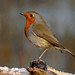 Robin Hale Photo 21