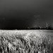 Marcus Fields Photo 32