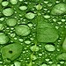 Linda Leaf Photo 13