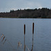 Virginia Reed Photo 18