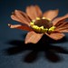 Jennifer Fowers Photo 1