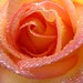 Rose May Photo 8