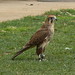 James Falcon Photo 11