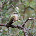Susan Rinehart Photo 12