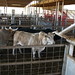 Jan Bull Photo 7