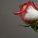 Ruth Rose Photo 35