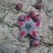 Starr Clay Photo 6