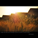 Robin Wheat Photo 15