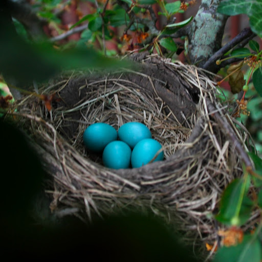 Heather Bird Photo 32