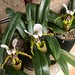 Joy Stanley Photo 21