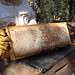 Steve Culp Photo 29